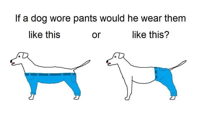 dog in pants