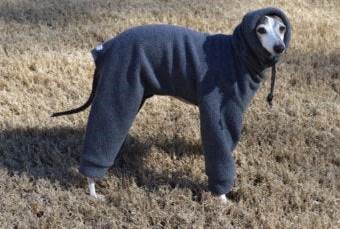 dog in jacket